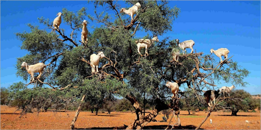 Marrakech Day Trips