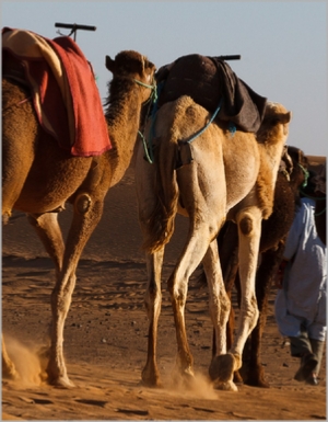 Tour from Ouarzazate